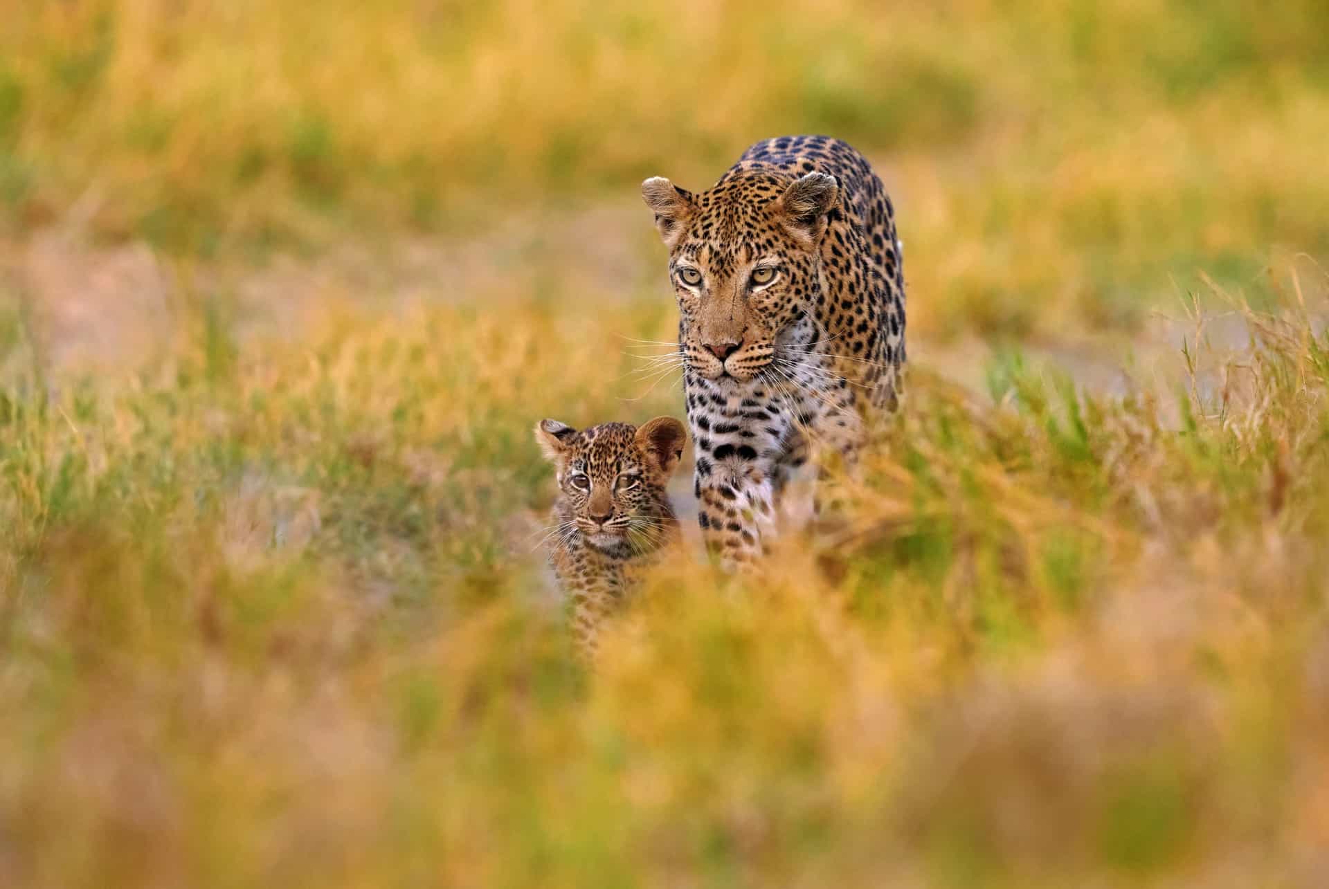 léopard afrique