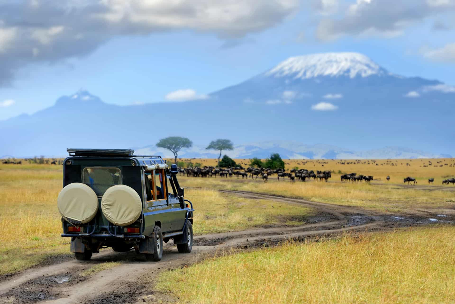 Animales en Kenia masai mara
