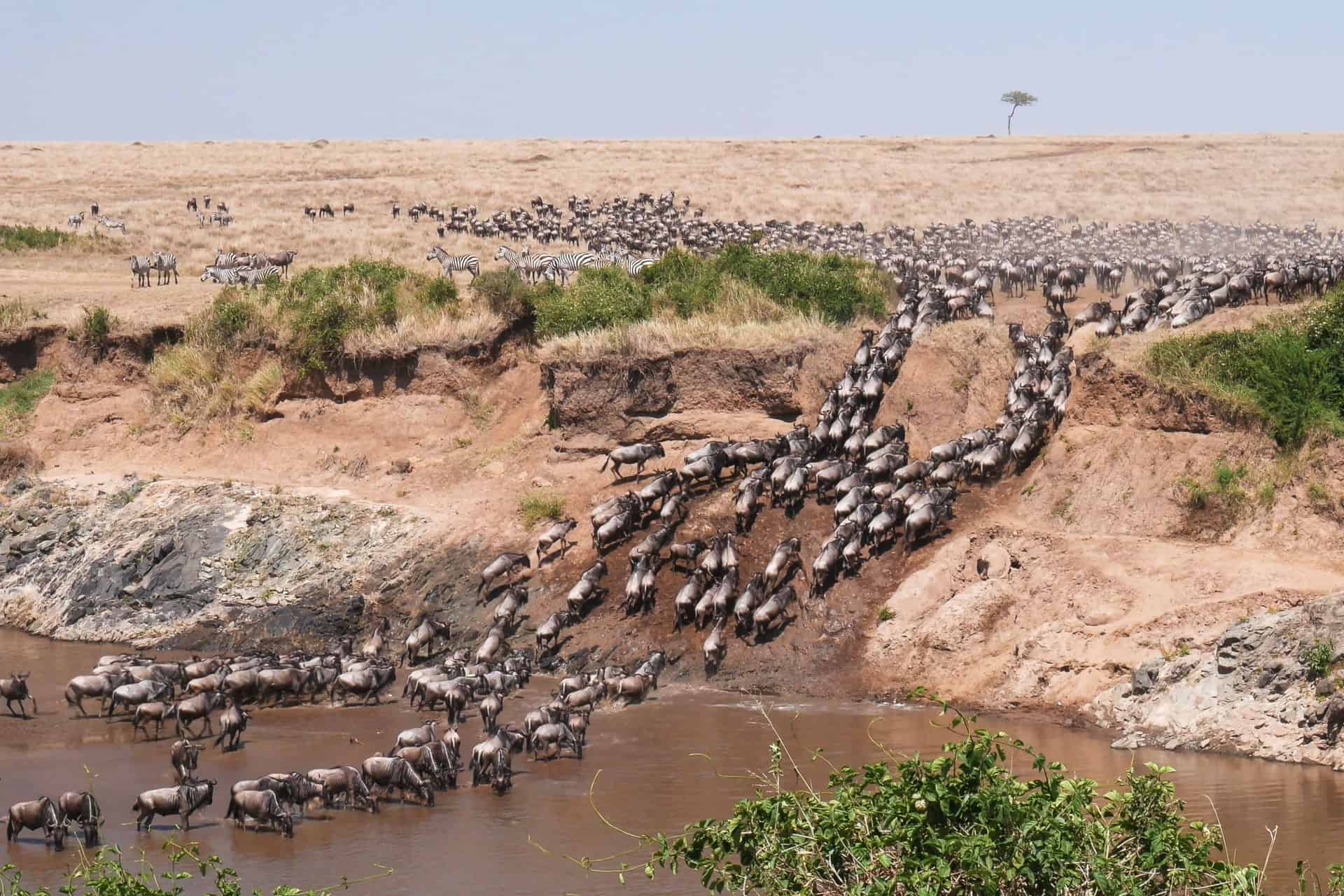 migración en la reserva nacional de masai mara