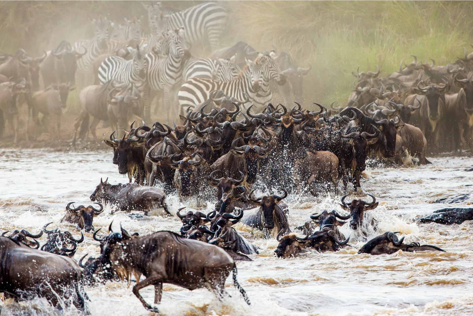 migración de ñus tanzania