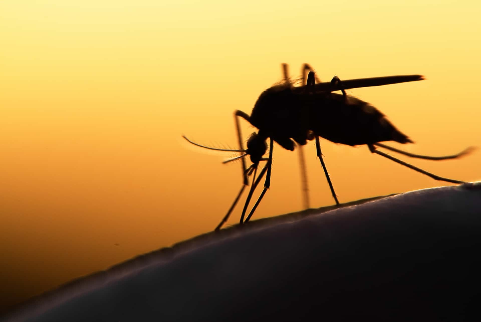 mosquito vacunas sudafrica