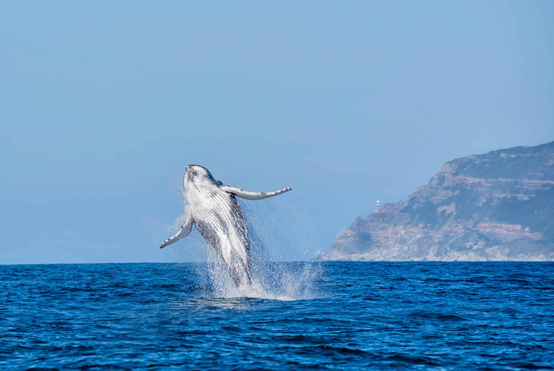 when to go to south africa whales