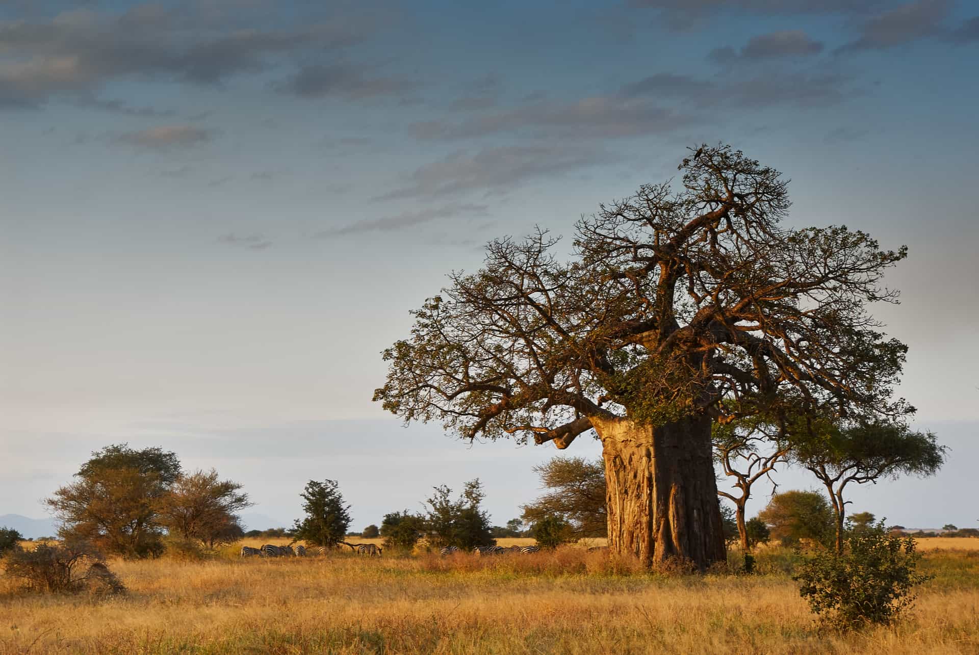 paysage avec baobab