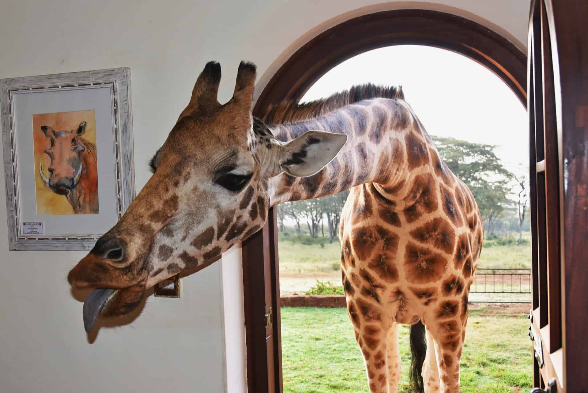 desayuno en giraffe manor