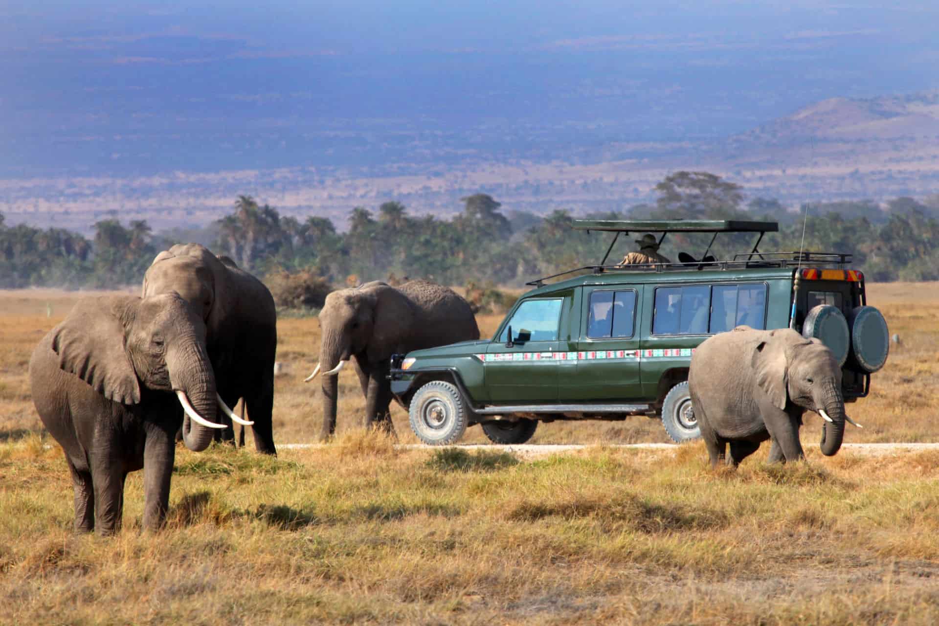 cuándo hacer un safari en kenia