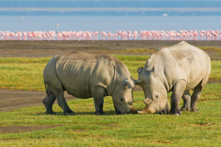 Safari splendeurs du Kenya