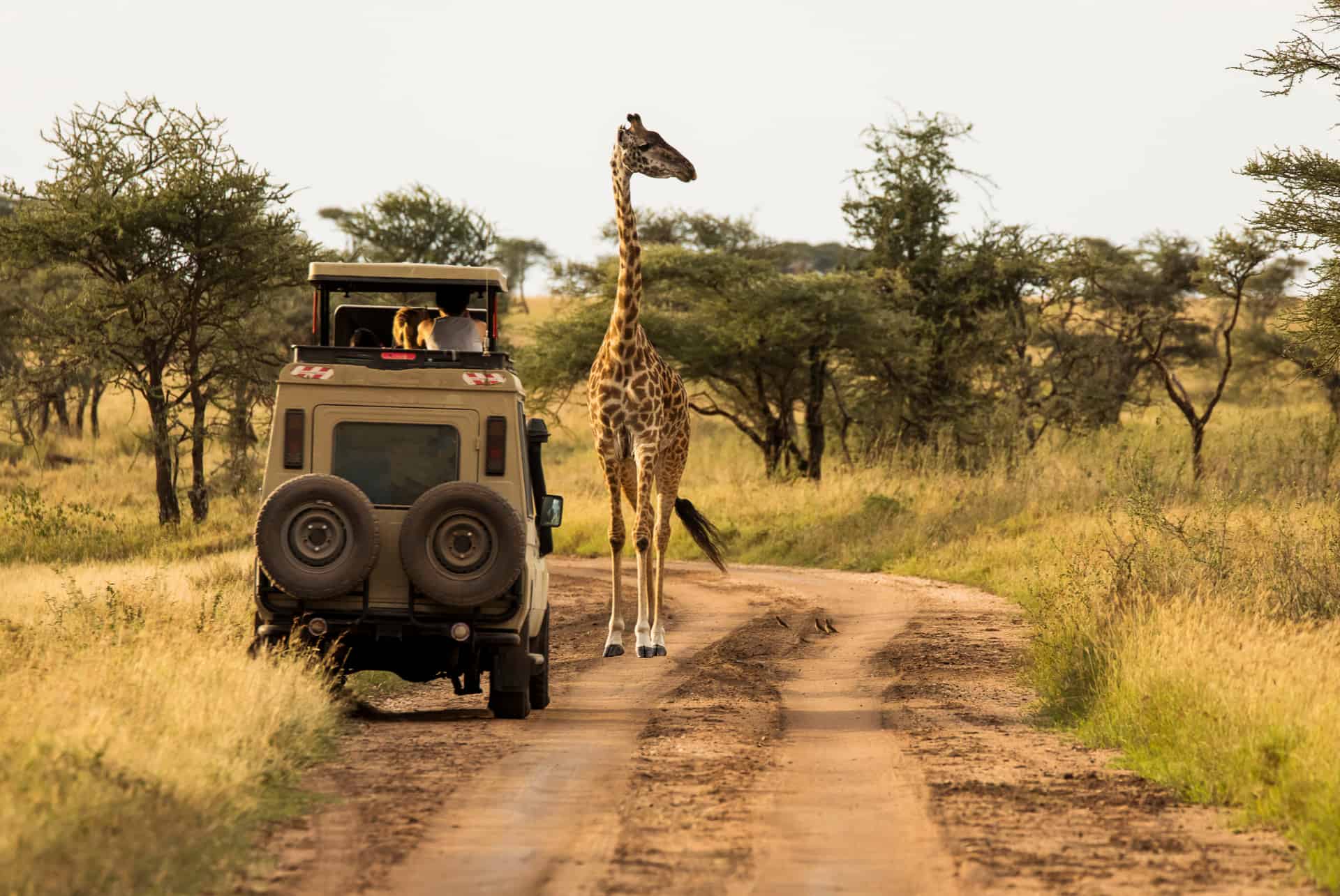 ruta de safari