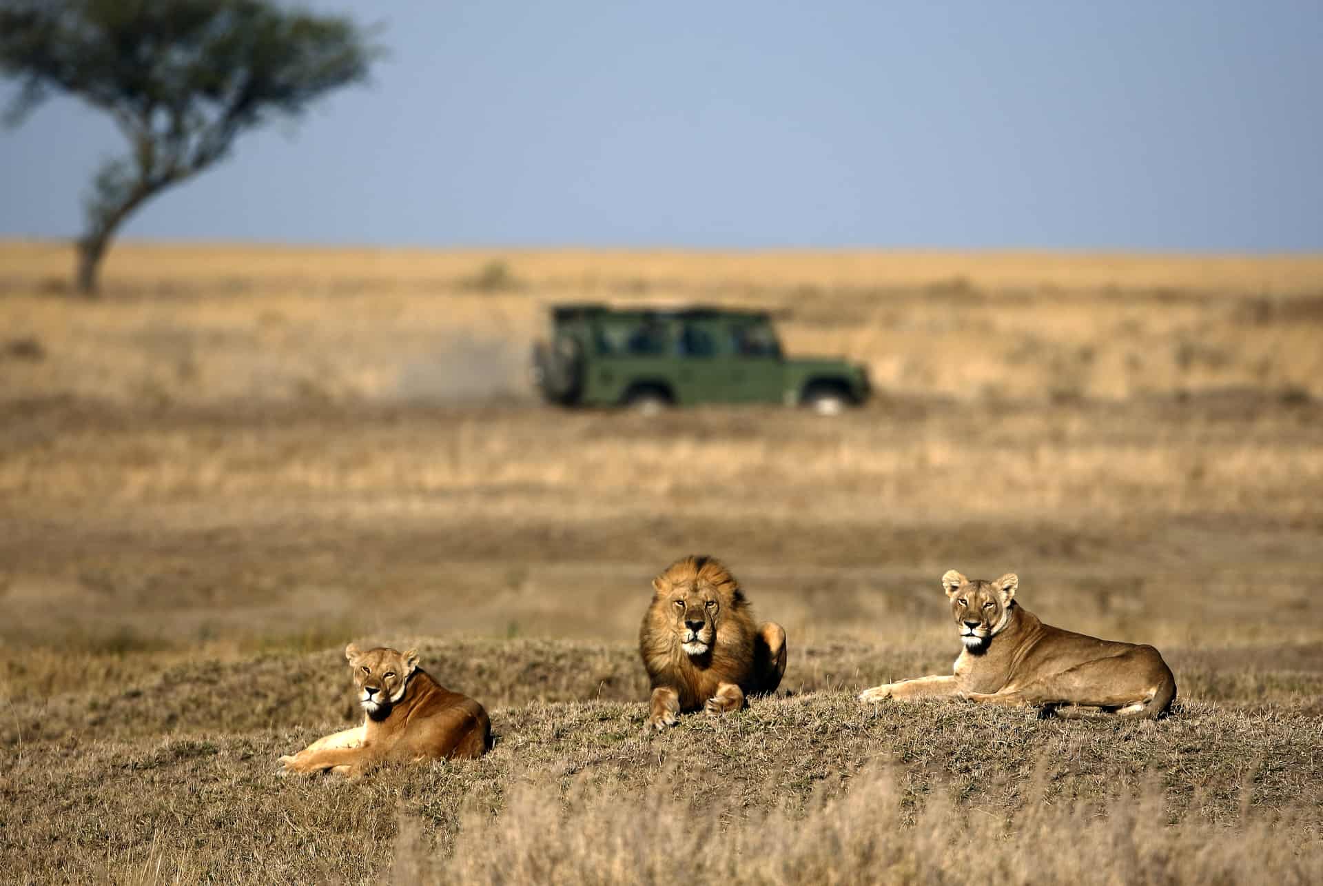 safari botswana