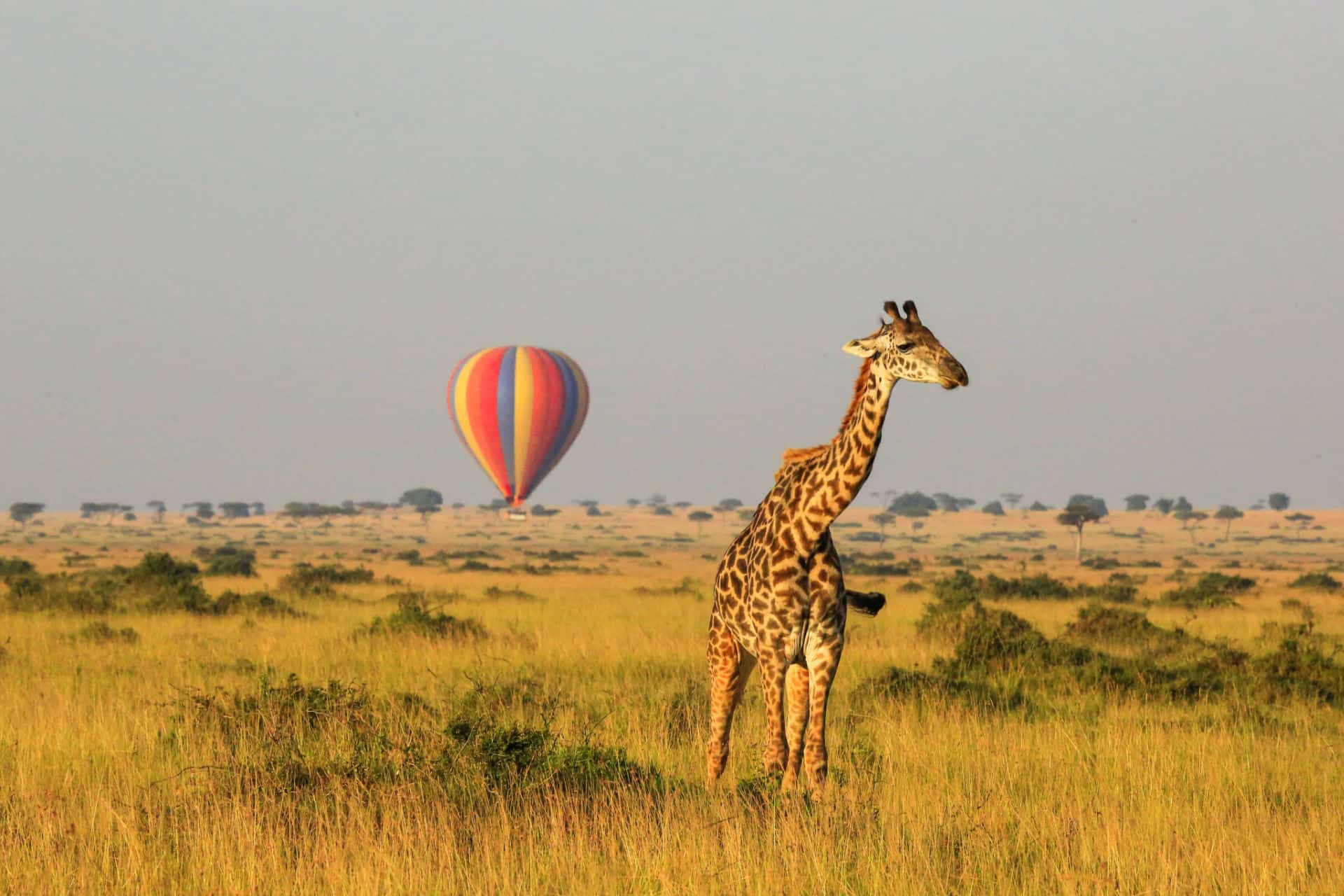 survoler la reserve nationale du masai mara en montgolfiere