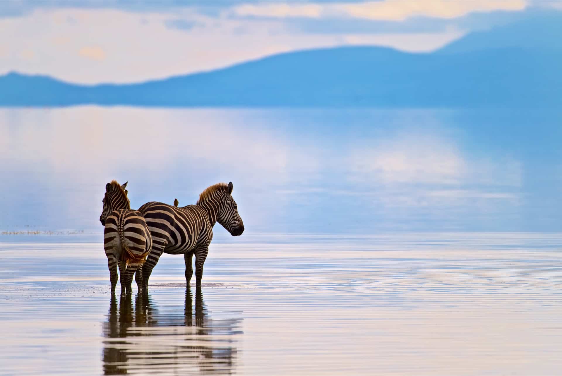 zebres lac manyara