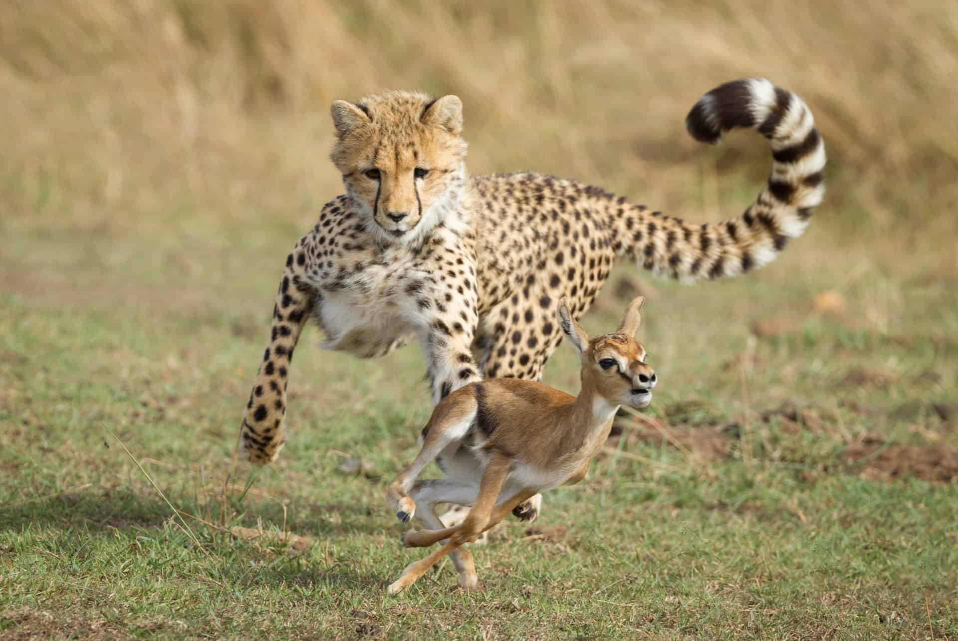 guepardo a la caza