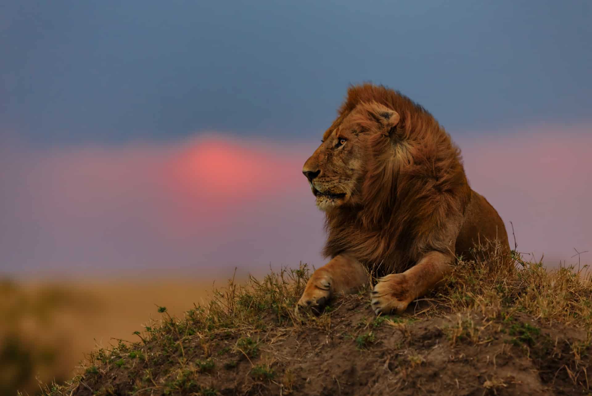 presupuesto para un safari en kenia
