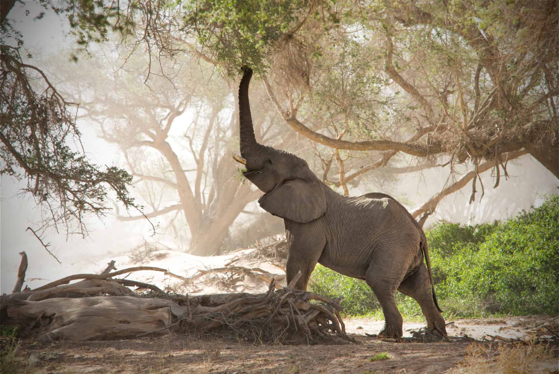 elephant en namibie