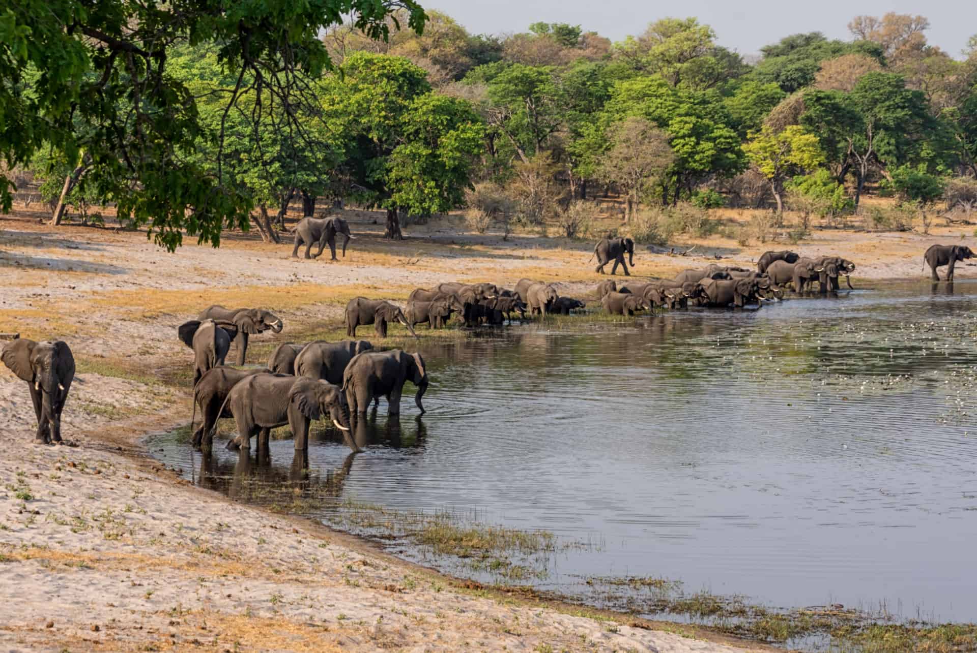 elephants bande de caprivi parcs reserves namibie
