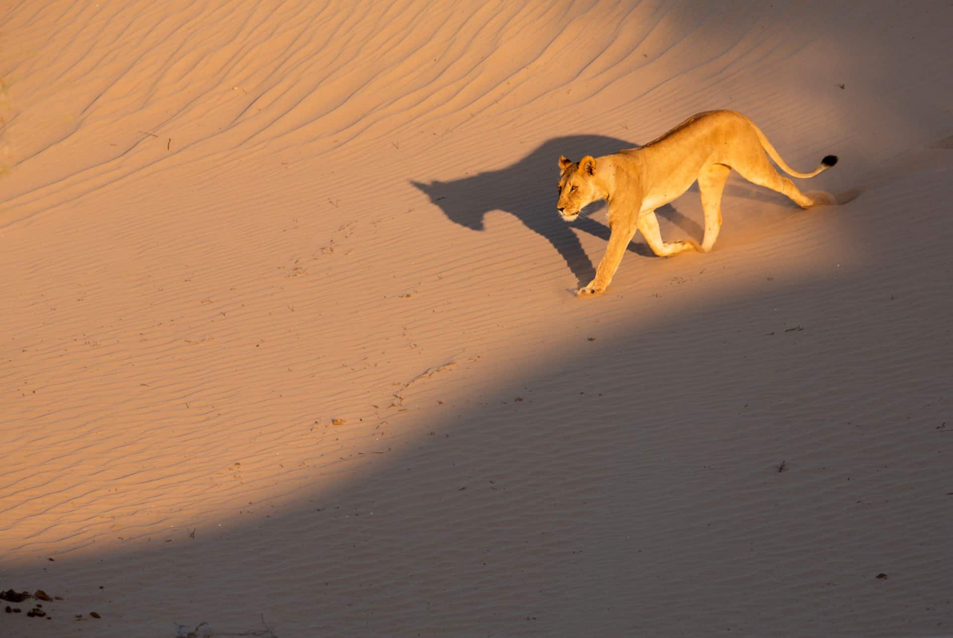 lion du desert namibie