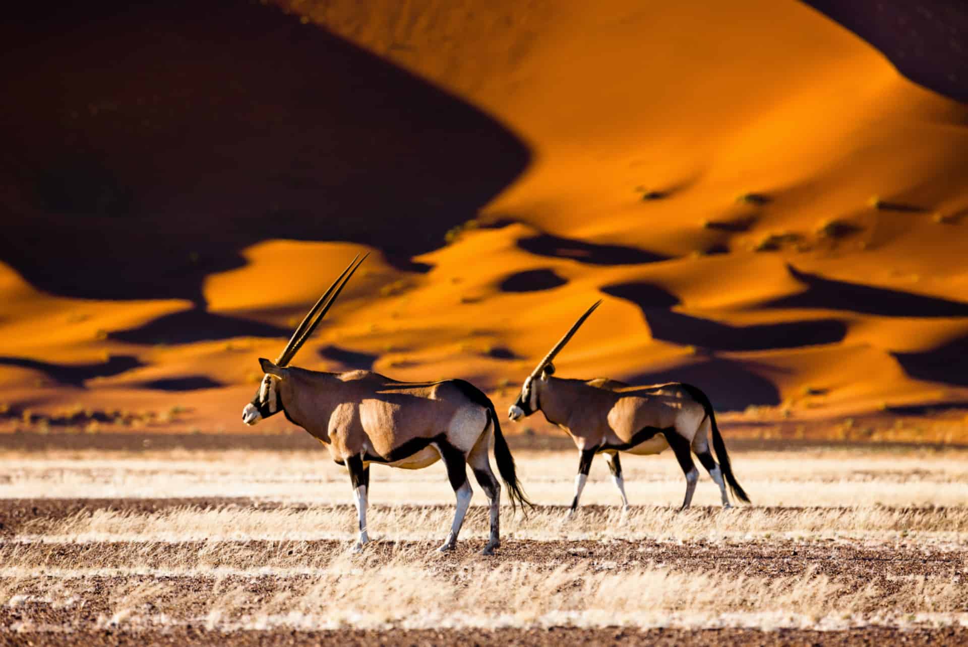 namibie oryx