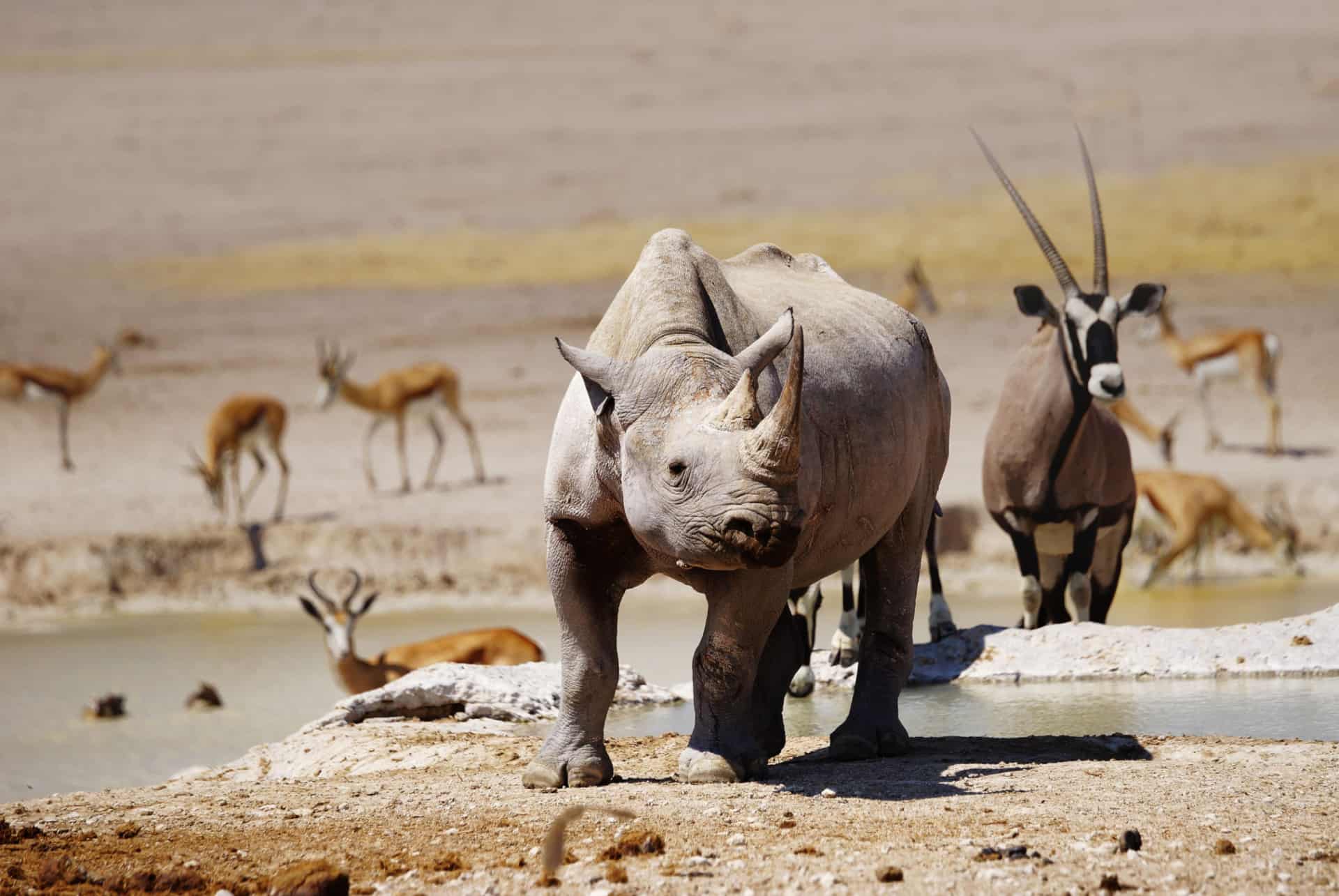 rhinoceros big five