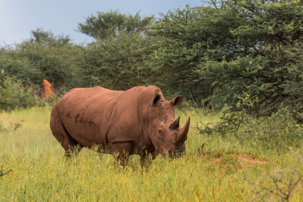 rhinoceros parques reserva namibie