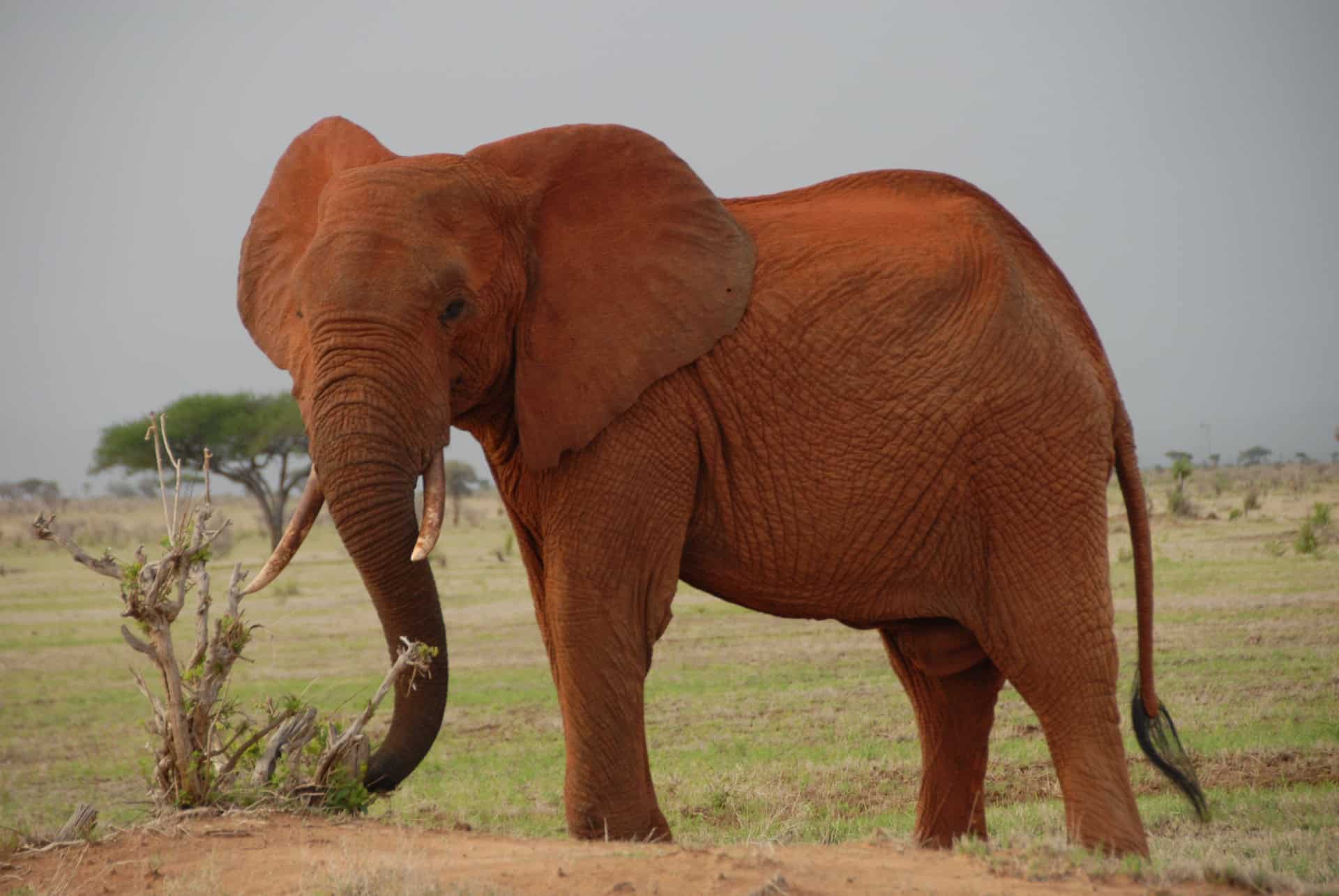 elephant rouge parc tsavo