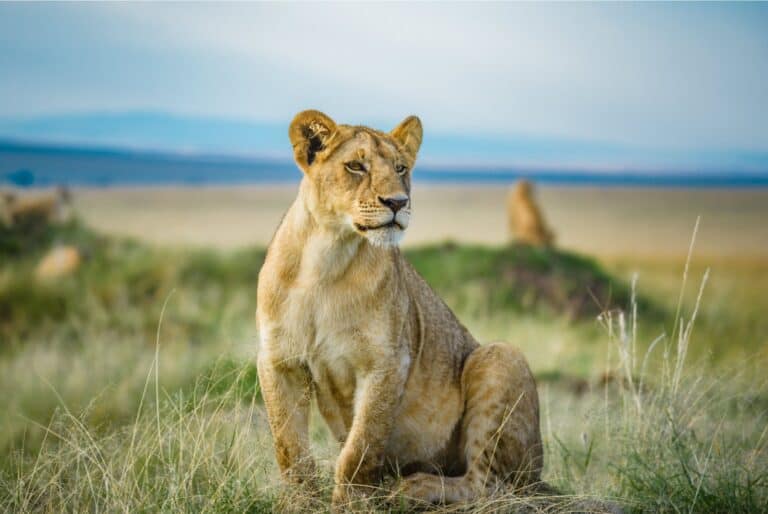 Safari en famille à la recherche du roi lion