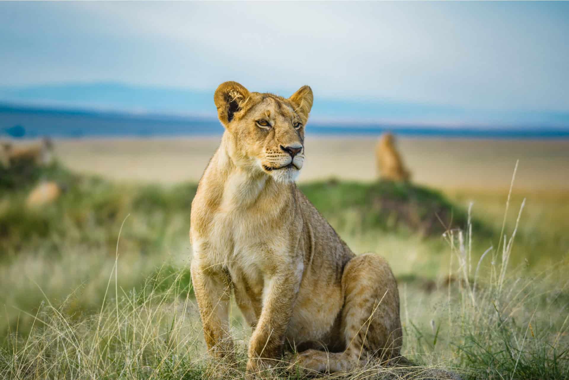 lionne safari kenya