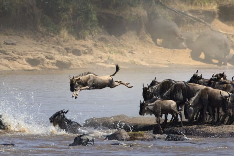Safari entre Kenya et Tanzanie sur les traces de la grande migration