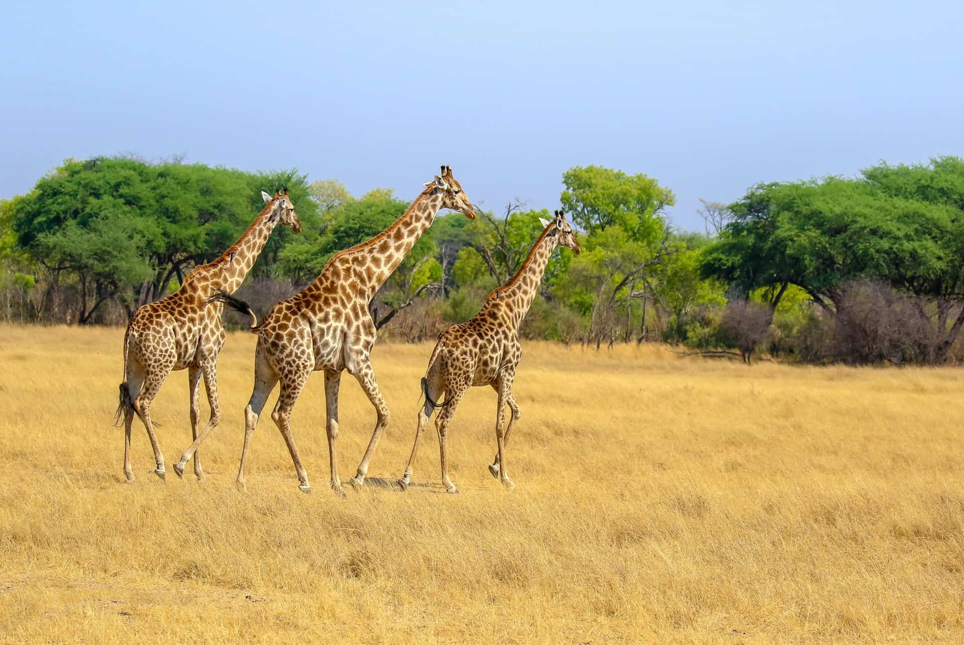 safari en afrique zimbabwe