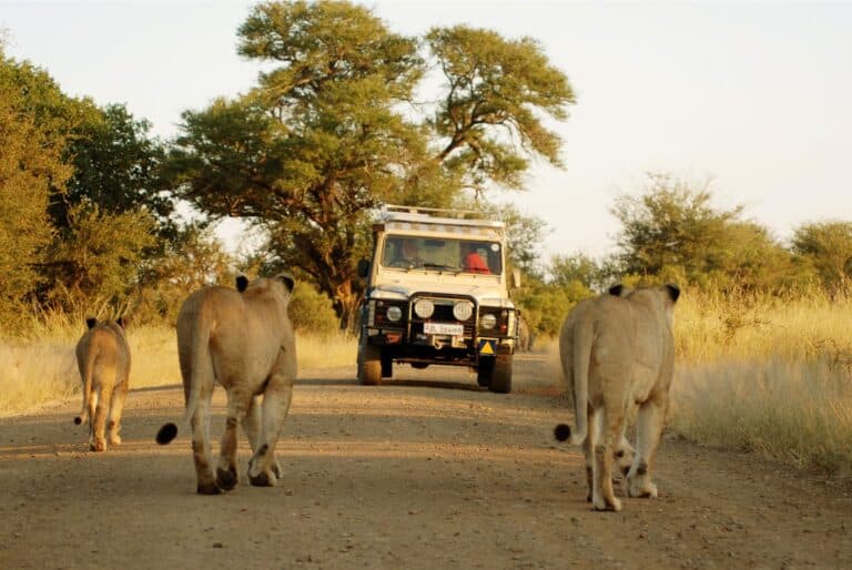 Safari d'une journée au parc national Kruger