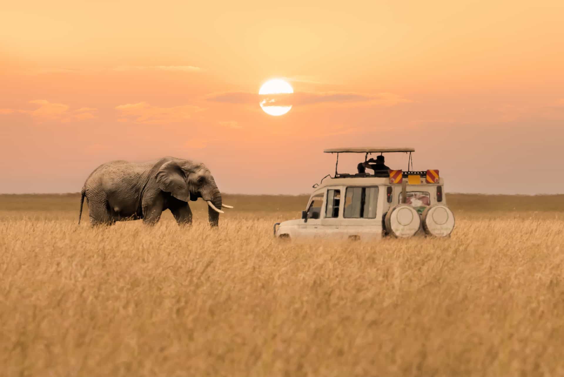 big five elephant safari