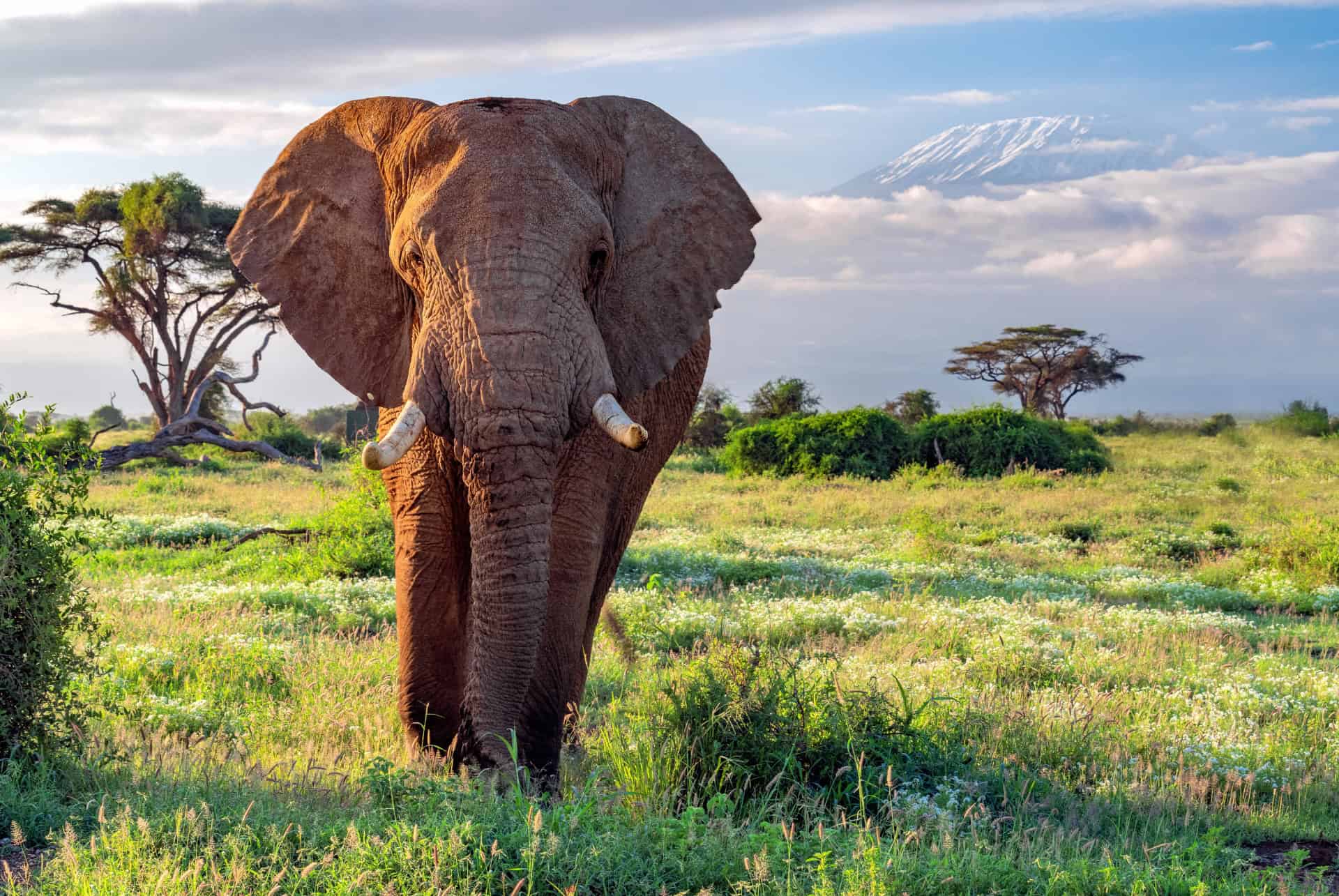big five elephant
