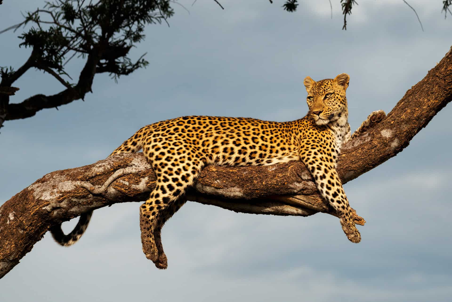 big five leopard