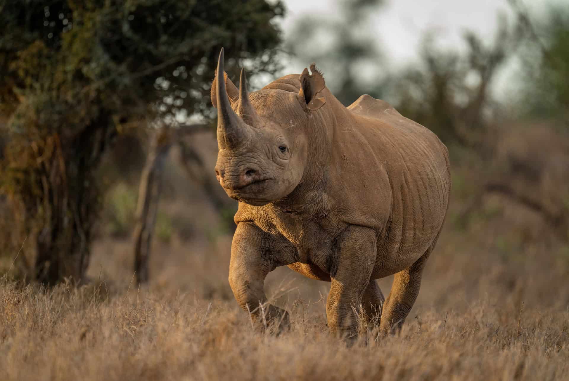 big five rhinoceros
