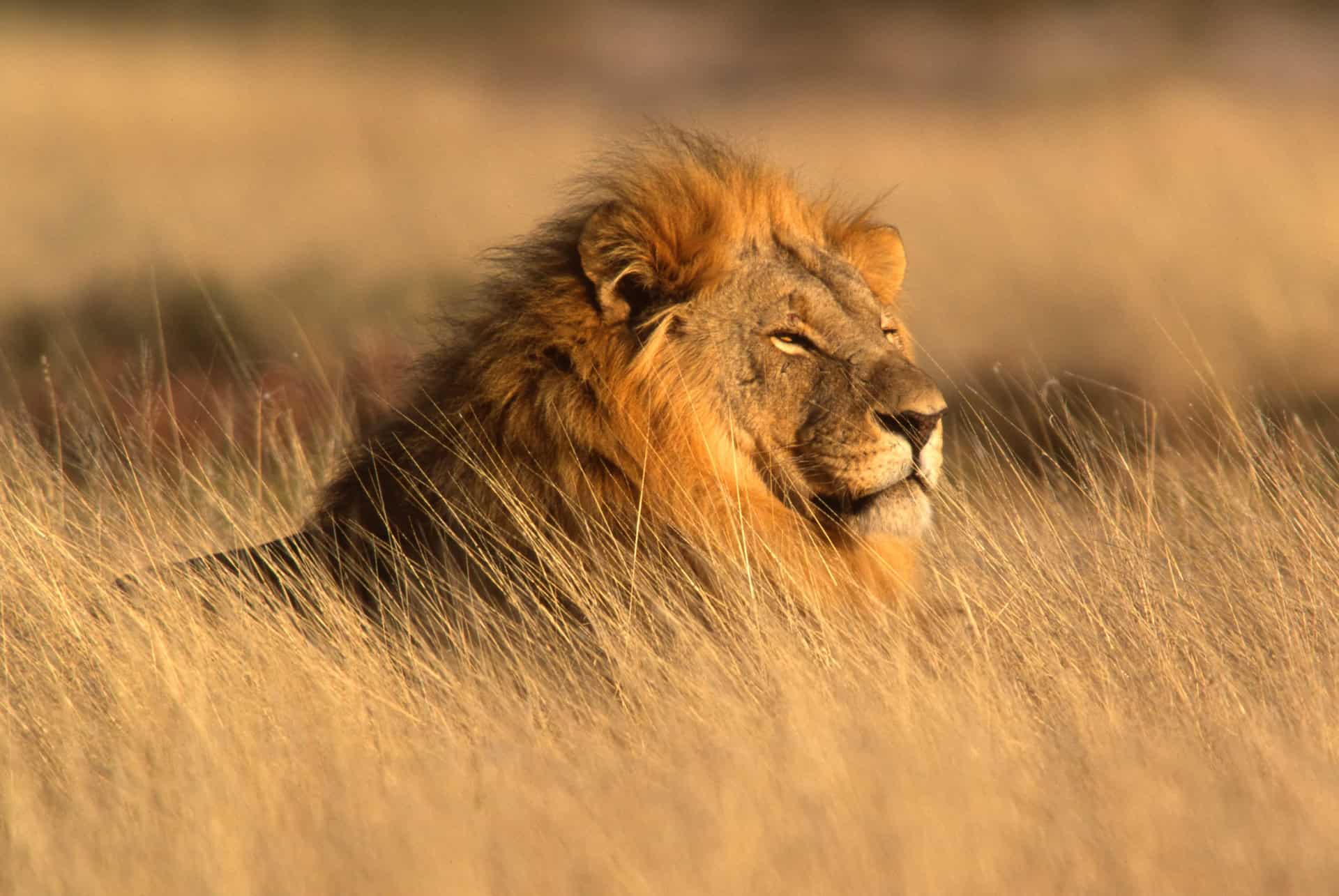 le lion