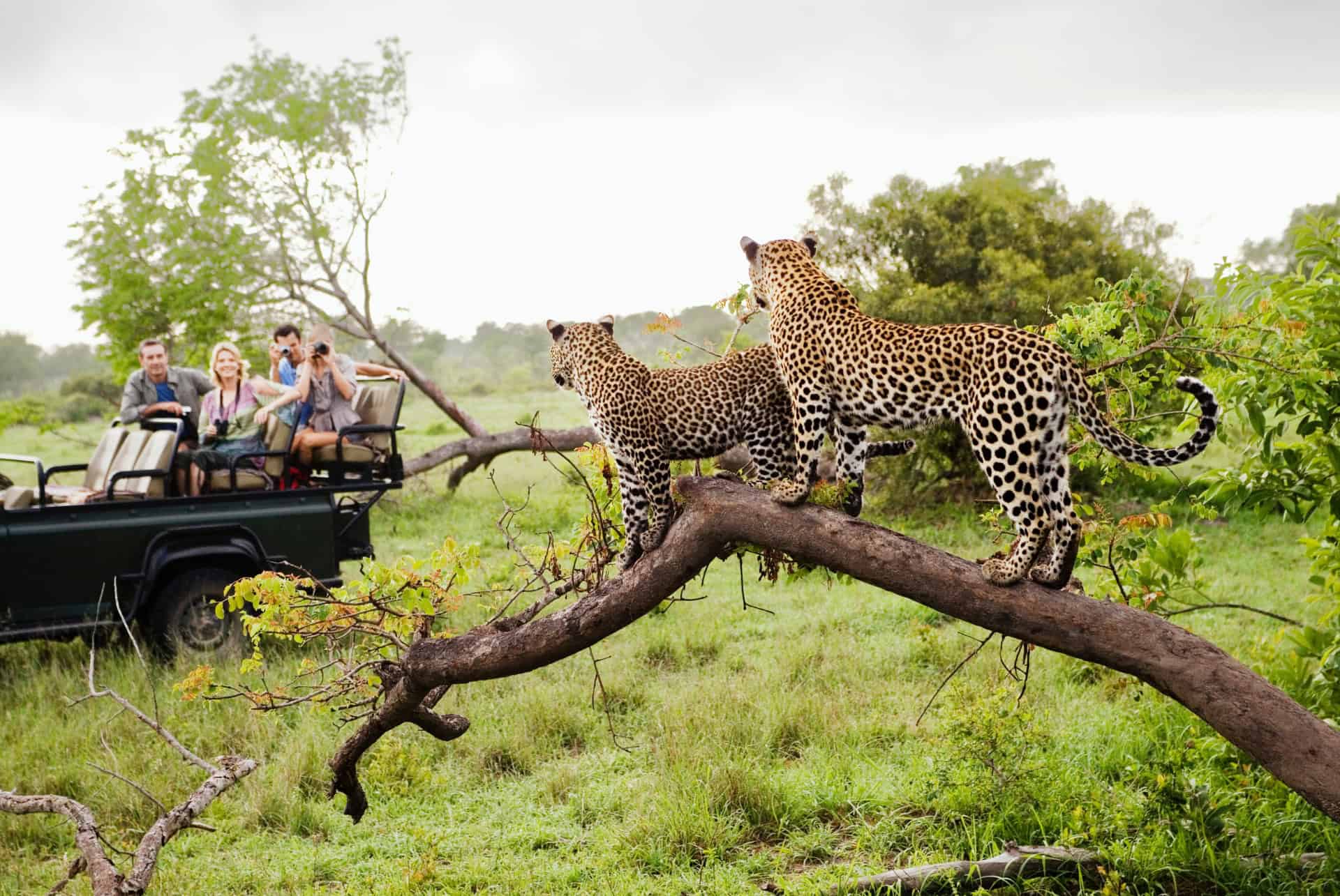 safari leopards
