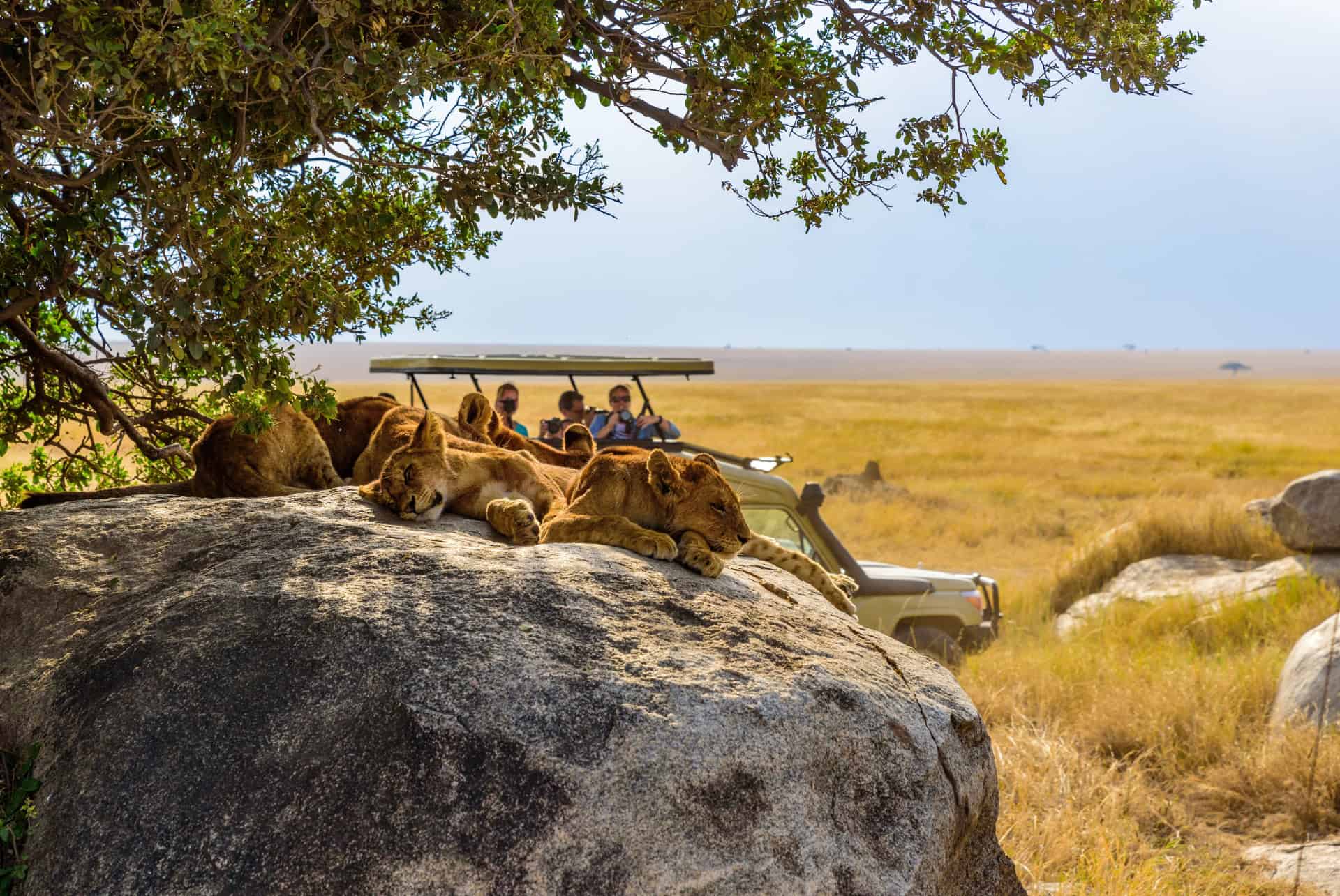 safari lion
