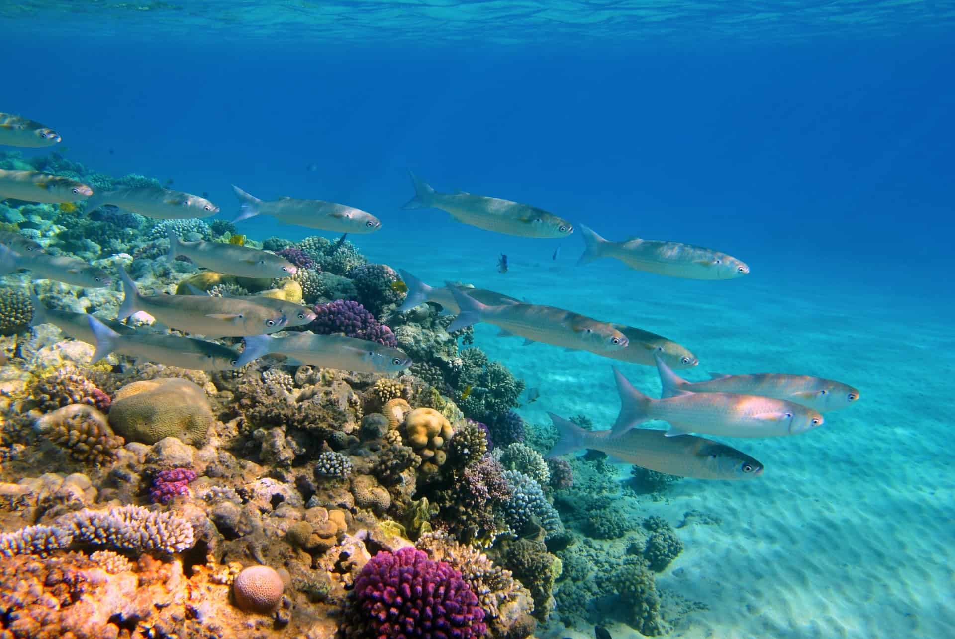 snorkeling