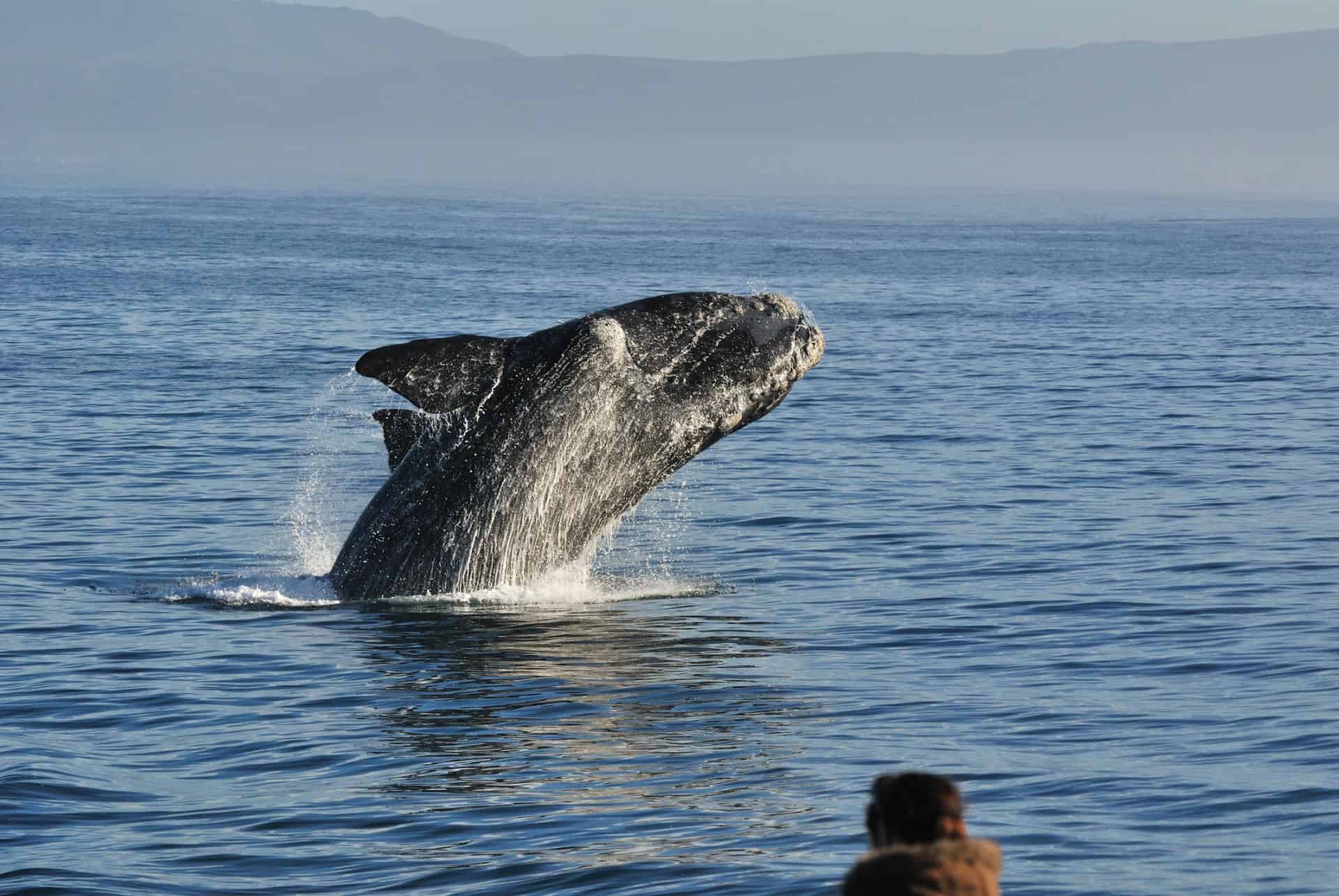 baleines hermanus baleines hermanus