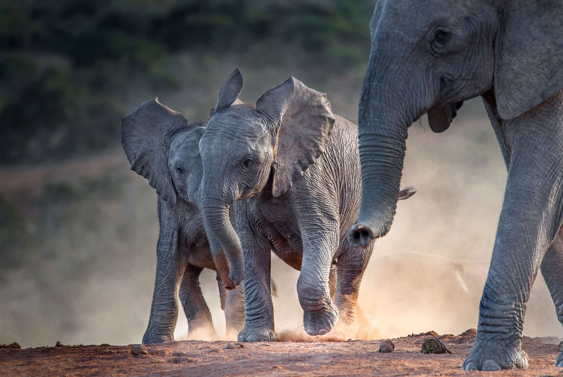 elephants addo elephants addo