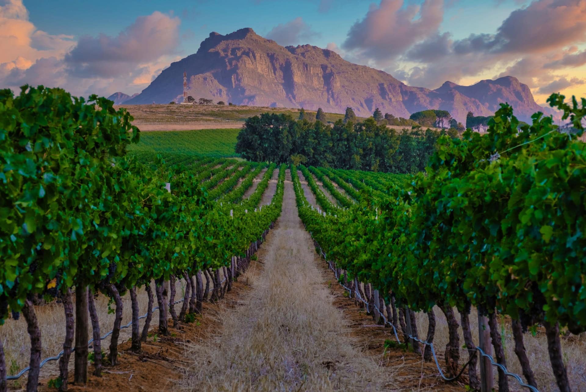 stellenbosch que faire afrique sud stellenbosch que faire afrique sud