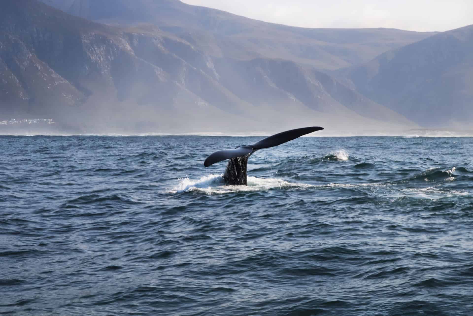 baleines hermanus