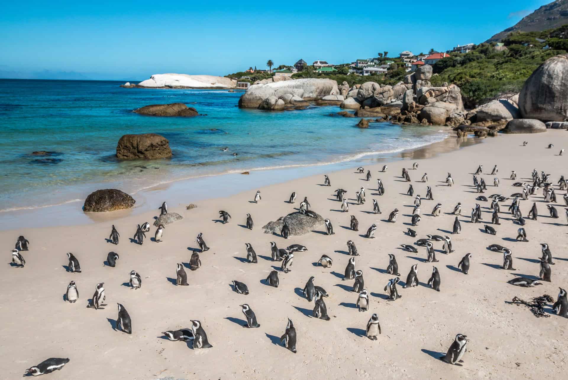 boulders beach au cap