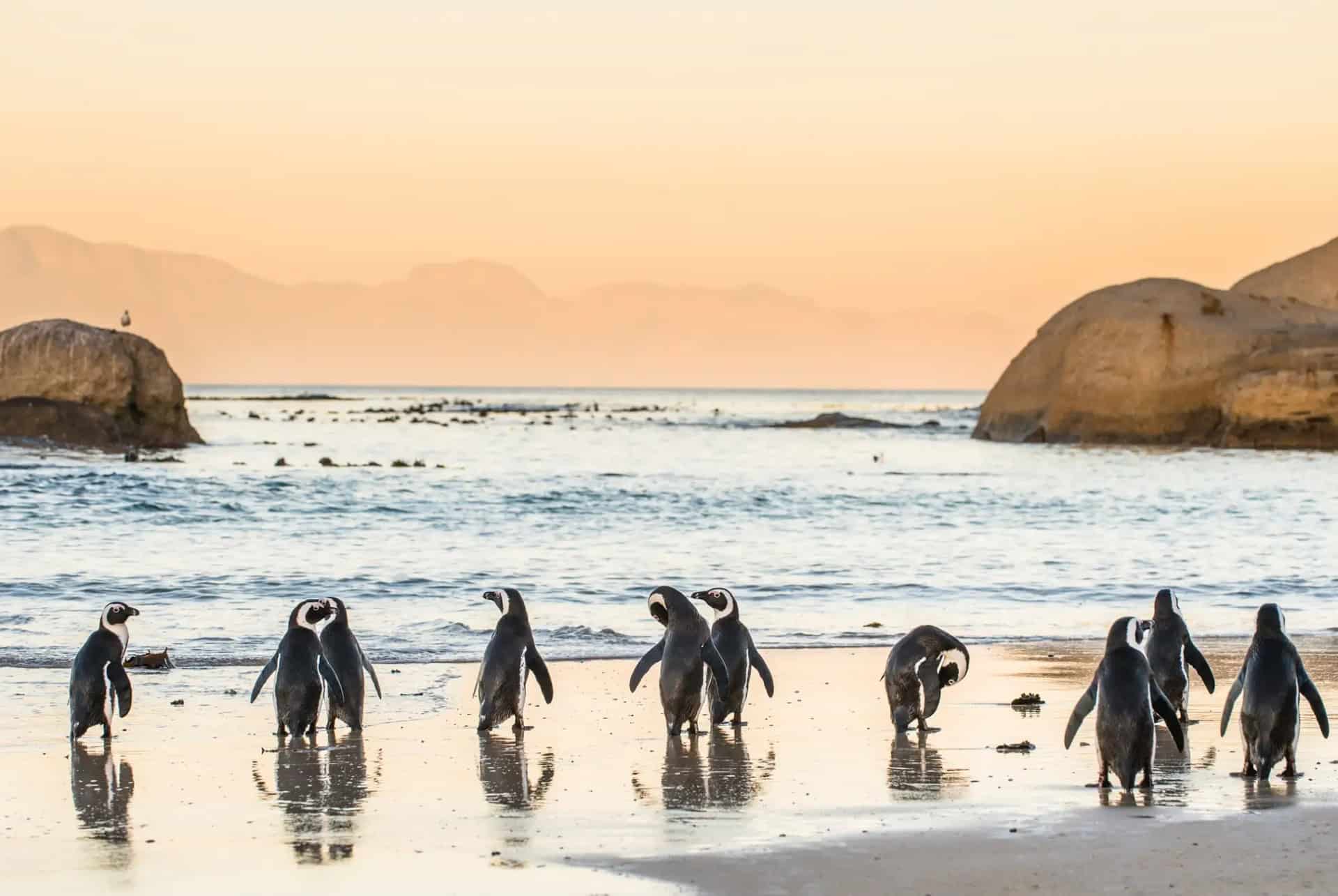 cap de bonne espérance boulders beach