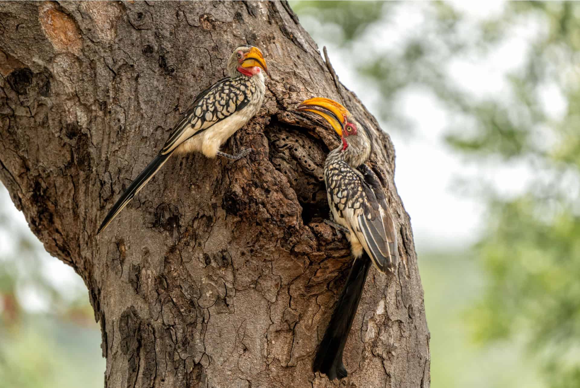 calao afrique du sud calao afrique du sud