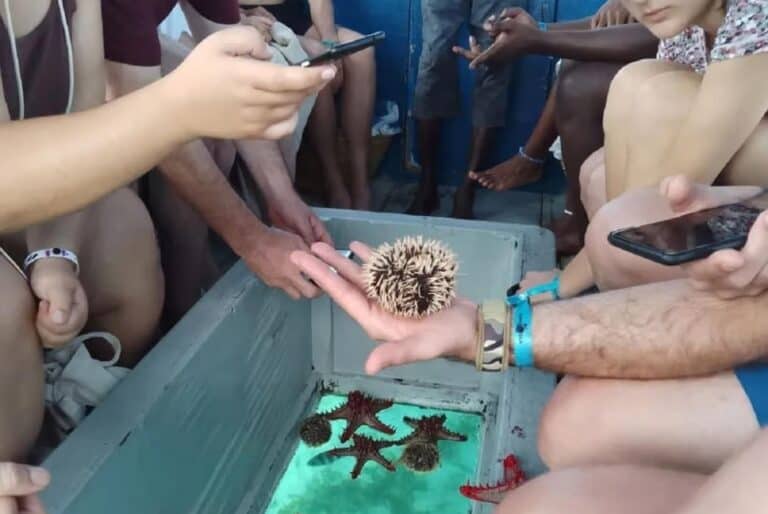 Croisière vers l'île de Robinson