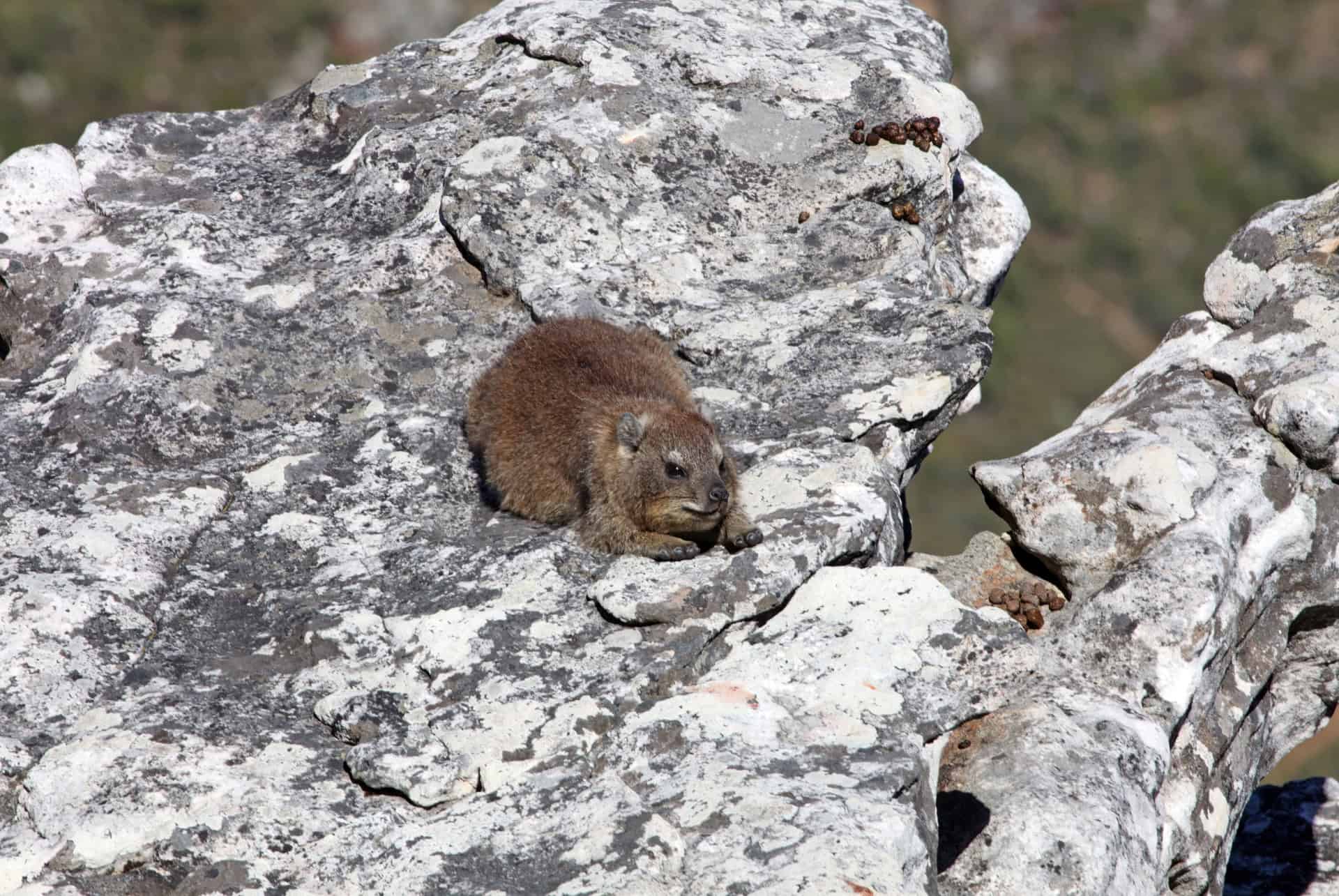 daman table mountain