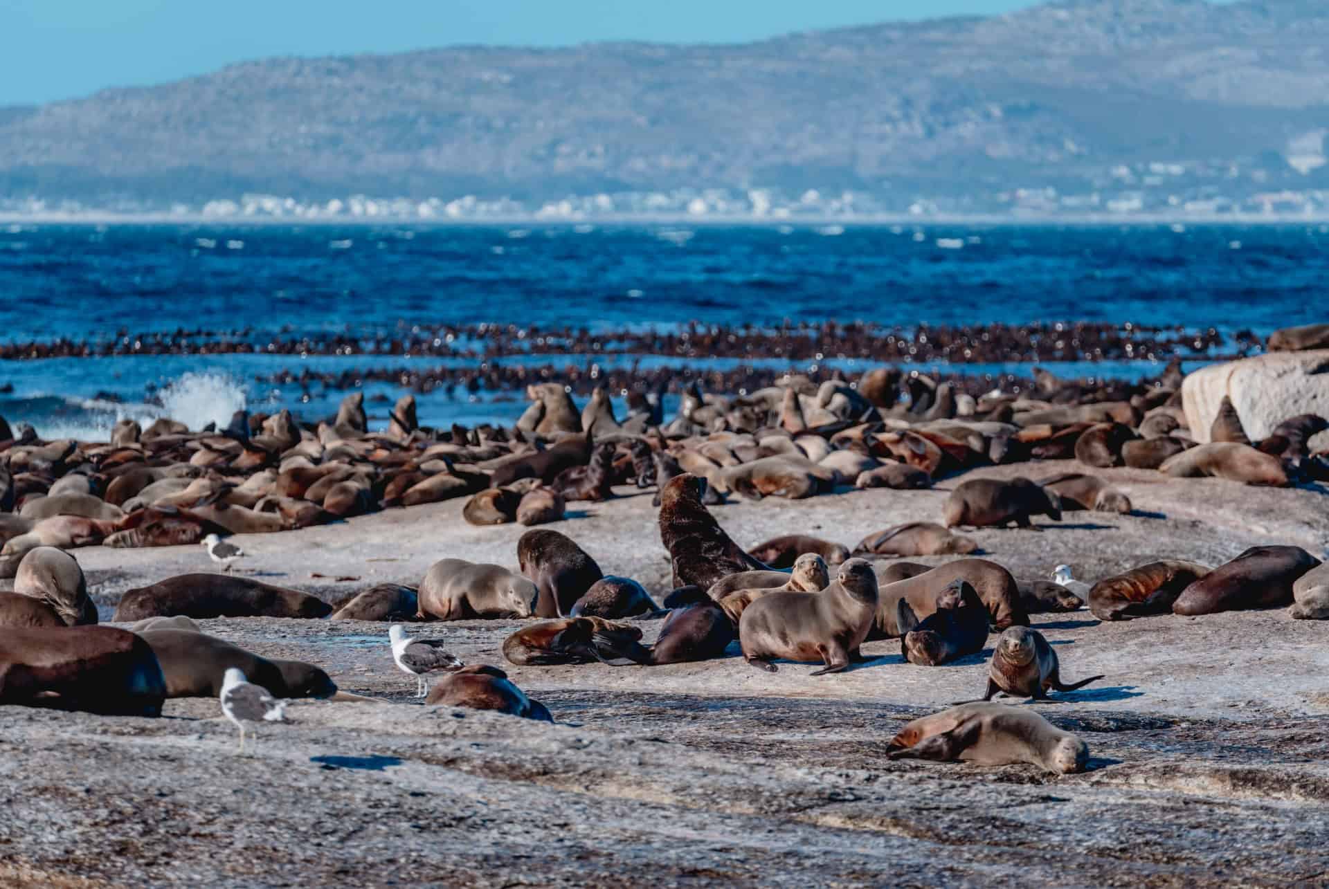 cap de bonne espéranceduiker island