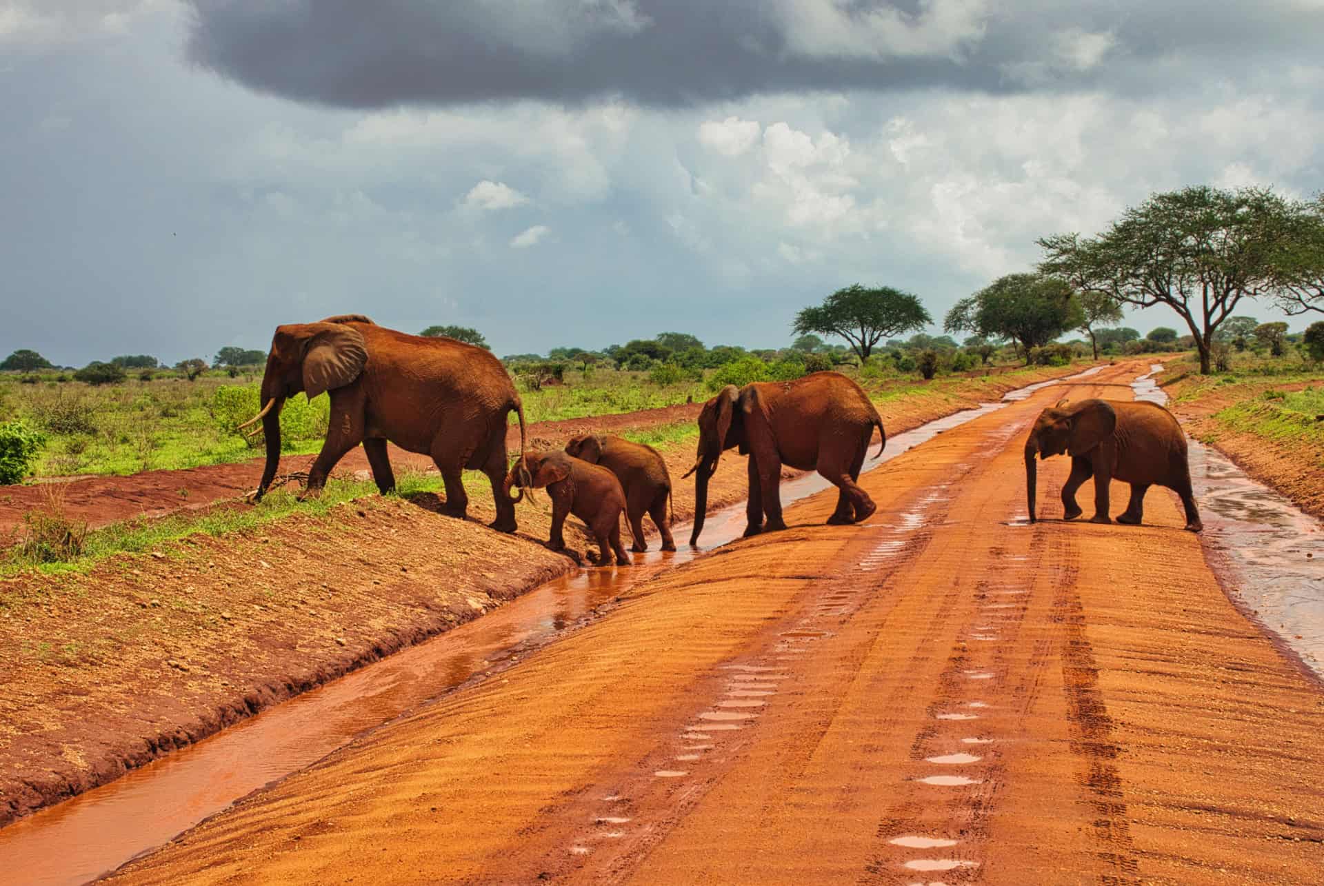elephants rouges tsavo est elephants rouges tsavo est