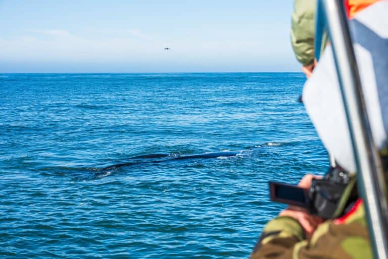 Observation des baleines en bateau à Hermanus