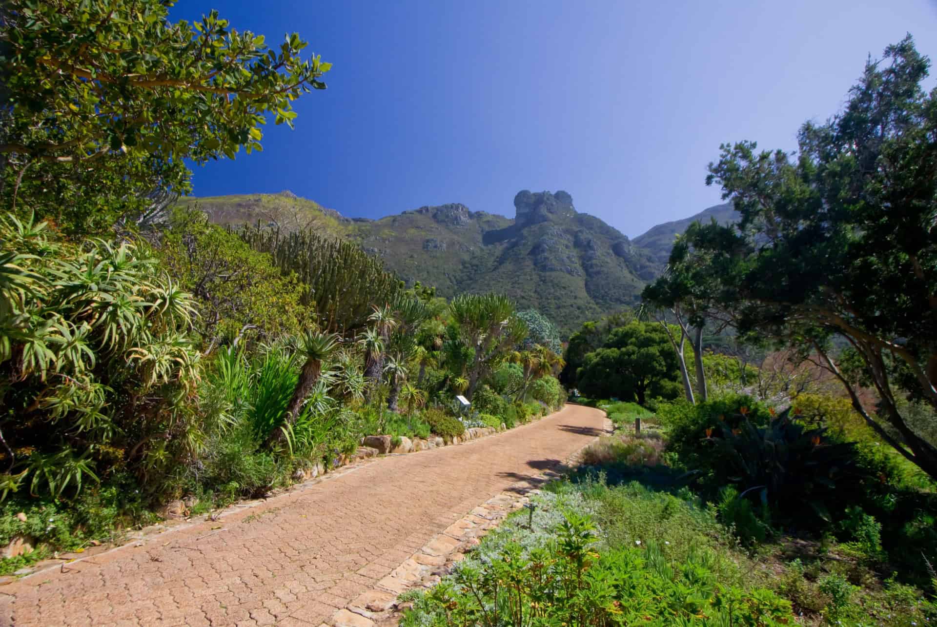 jardin de kirstenbosch que faire a cape town