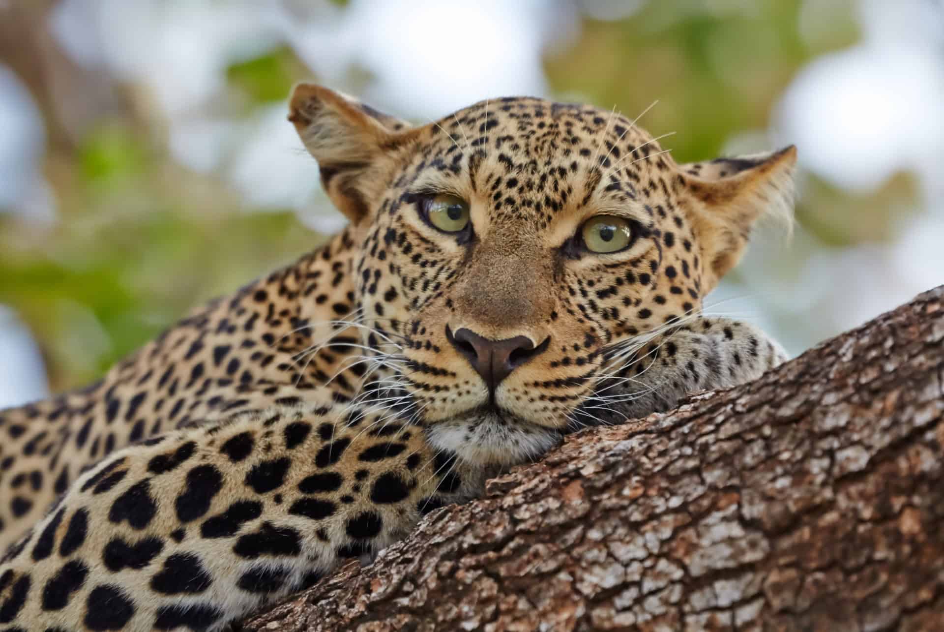 leopard au kenya